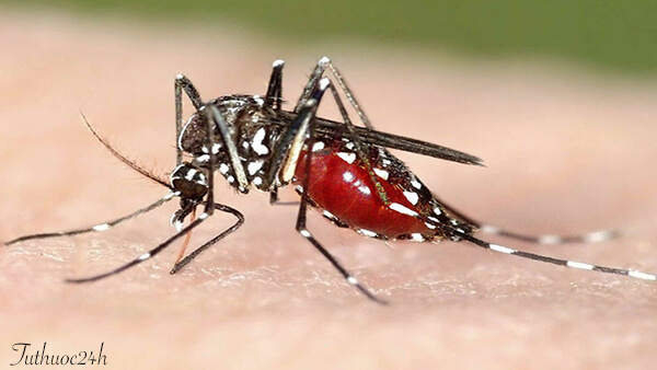 Những mẹo đuổi muỗi trong nhà hiệu quả mà vô cùng an toàn