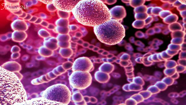 vi khuẩn Streptococcus pneumoniae