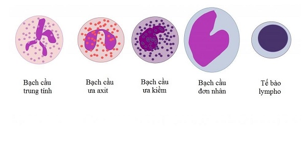 Tế bào bạch cầu gồm nhiều loại khác nhau