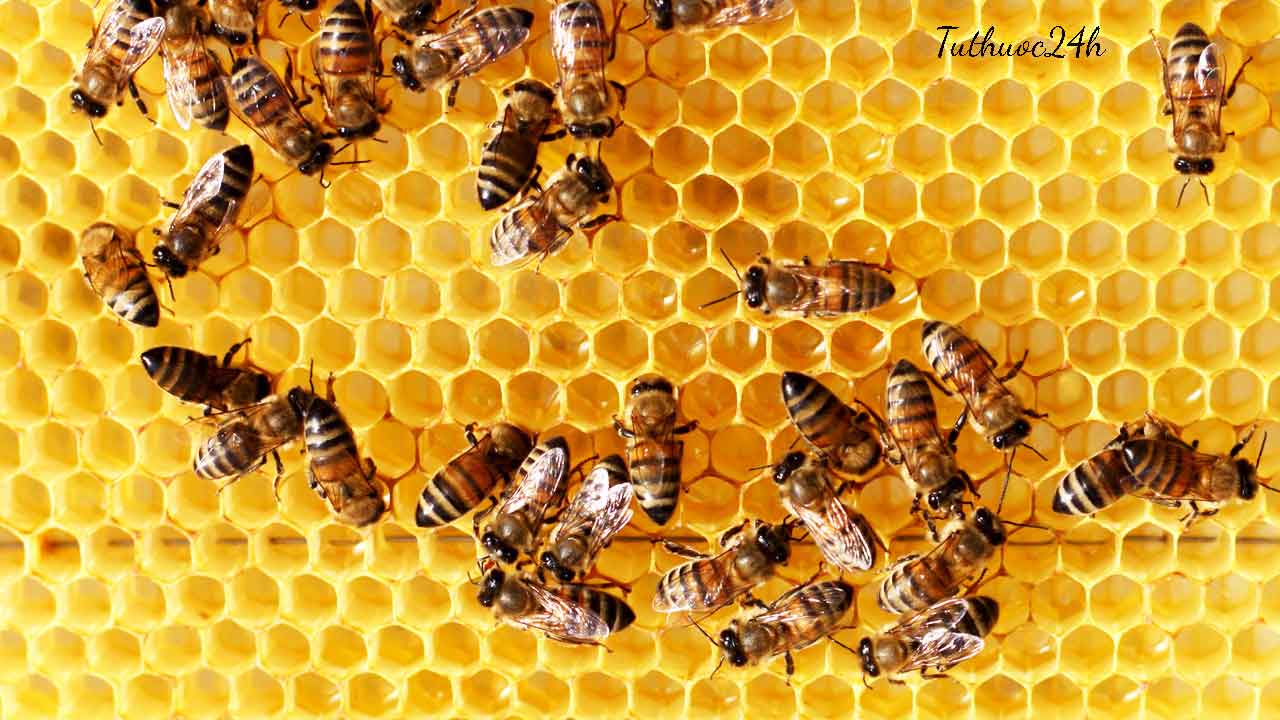 chữa viêm tai giữa bằng sáp ong