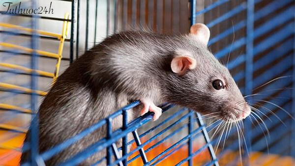 15 mẹo đuổi chuột ra khỏi nhà đơn giản và hiệu quả nhất hiện nay