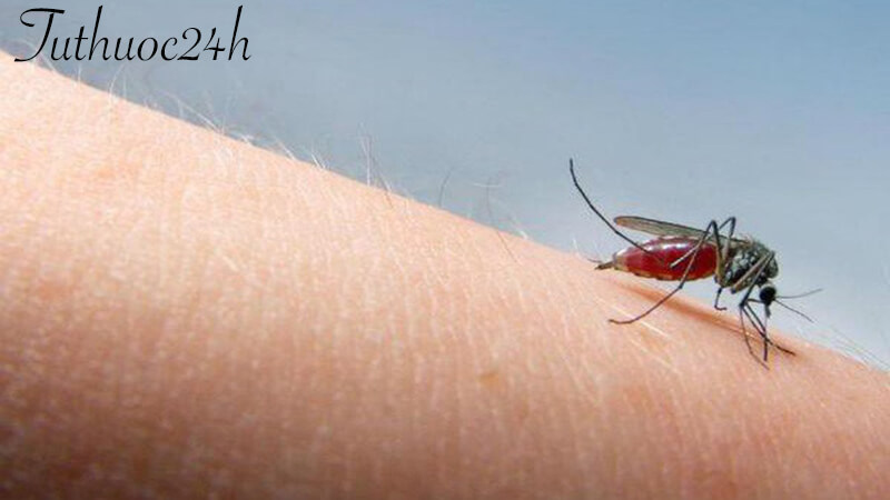 Người bệnh bị muỗi đốt bao lâu thì bị sốt xuất huyết