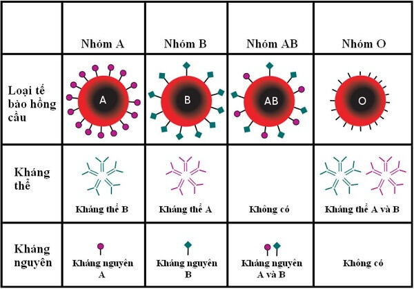 Hình ảnh hệ thống nhóm máu ABO