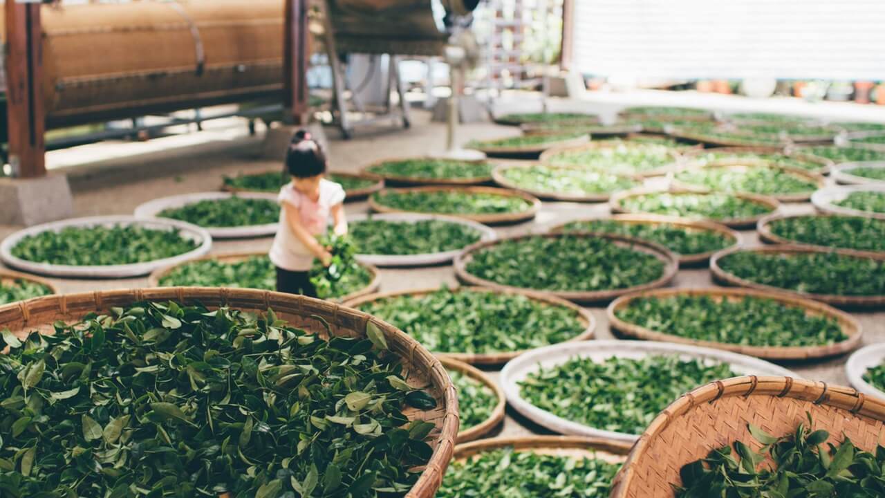 Phơi lá trà xanh là công đoạn đầu tiên khi làm bột trà xanh