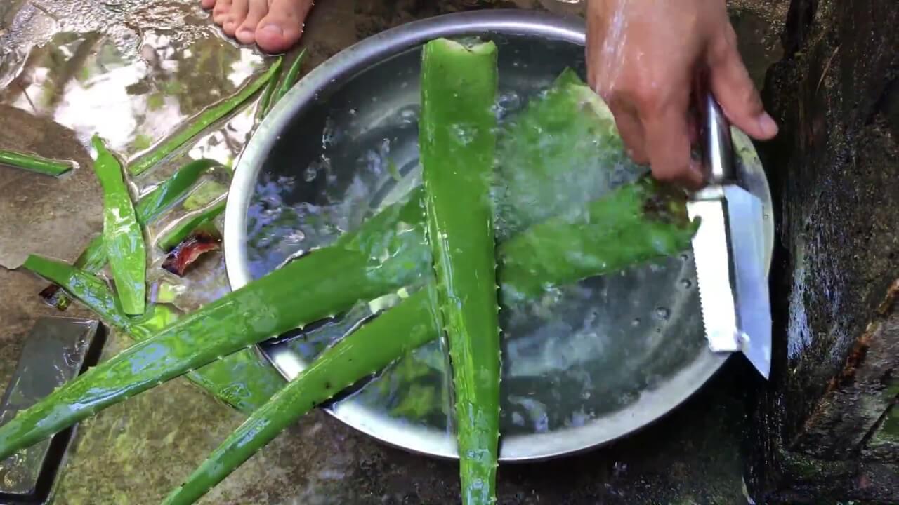 Sơ chế nha đam: bỏ hết vỏ lấy phần thịt, rửa