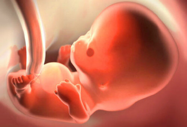 Hiện tượng thai lưu thường xảy ra vào giai đoạn đầu của thai kỳ